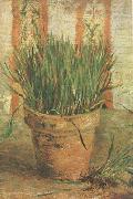 Vincent Van Gogh Flowerpot with Chives (nn04) Spain oil painting reproduction